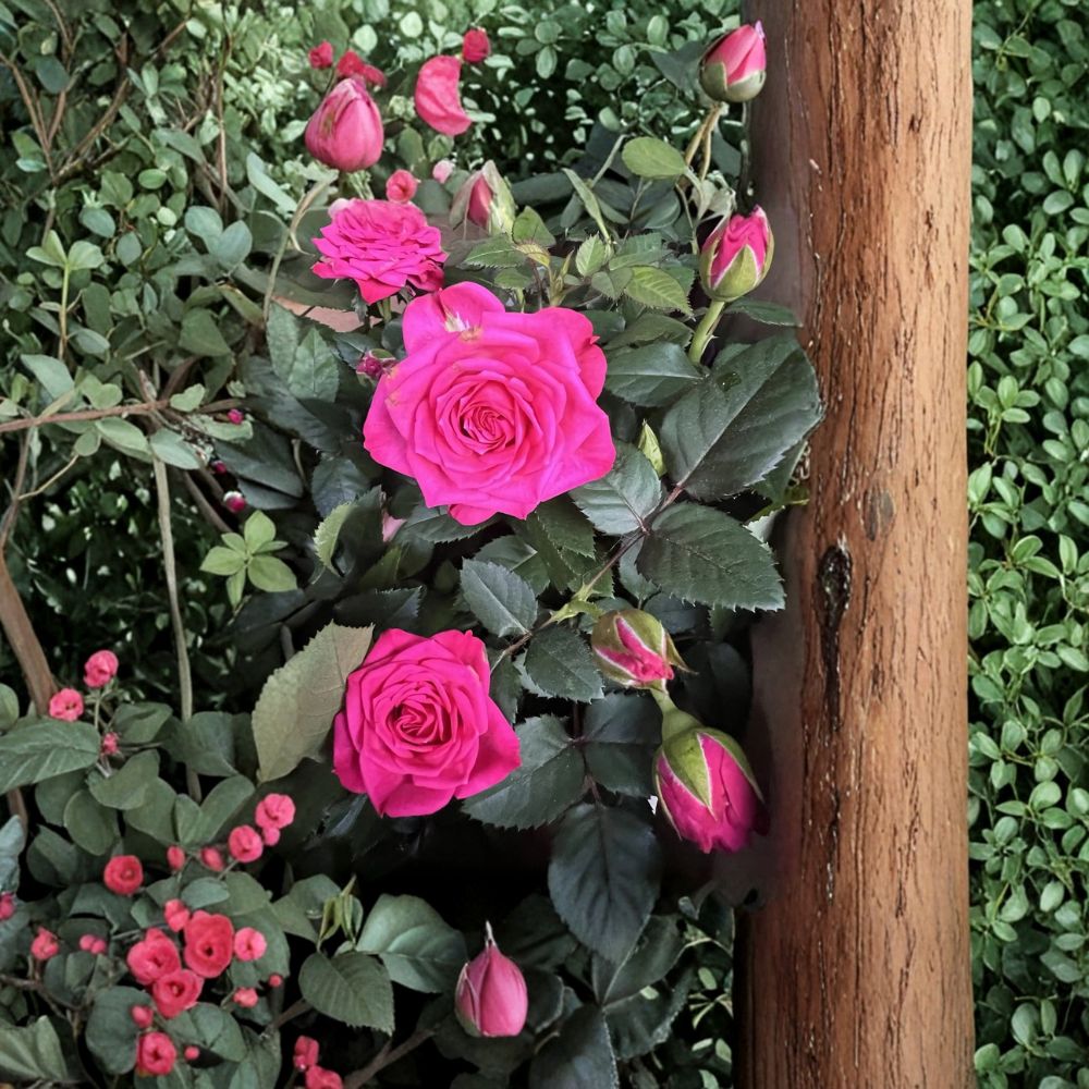 Dark Pink Miniature Flowering Plant – Compact Indoor Outdoor Garden Starter, 4–8 Inches Tall, Vibrant Pink Blooms