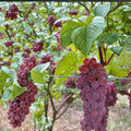 Seedless Canadice Grape Cuttings | Vitis labrusca | Red Sweet Grape | Live Propagation Stems for Home Growing