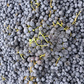 Concord Grape Vine – Live Rooted Fruiting Plant for Juice, Jelly & Wine – Vitis labrusca – Zones 5-9