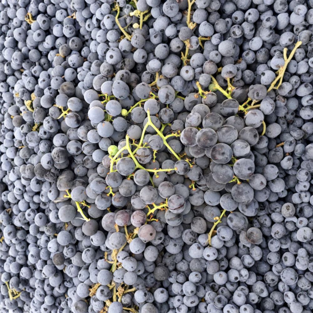 Concord Grape Vine – Live Rooted Fruiting Plant for Juice, Jelly & Wine – Vitis labrusca – Zones 5-9