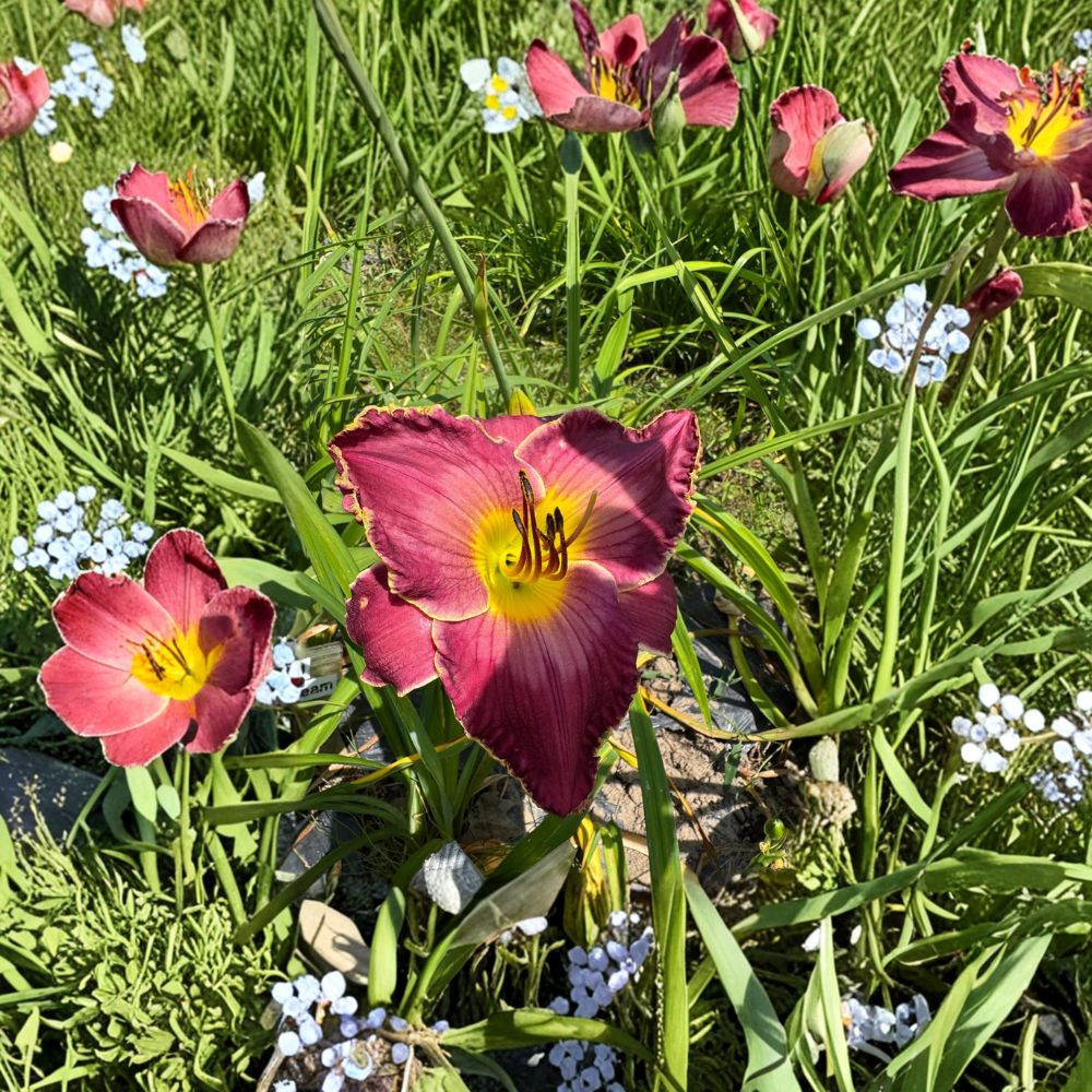 Exquisitely Subversive Daylily Bare Root Plants – Hardy Perennial Flowering Garden Plants, Hemerocallis