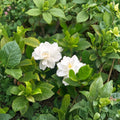 White Gardenia Jasminoides Live Plant – Fragrant Evergreen Shrub in Nursery Pot | Cape Jasmine, Gardenia, 栀子花