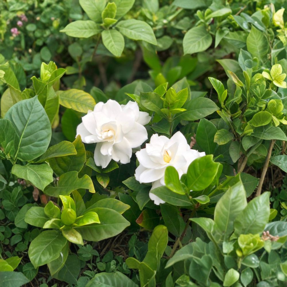 White Gardenia Jasminoides Live Plant – Fragrant Evergreen Shrub in Nursery Pot | Cape Jasmine, Gardenia, 栀子花