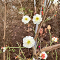 Yudie Ume Tree – Live Flowering Apricot in Nursery Pot with White Double Petal Blossoms, Prunus mume, Bonsai Friendly