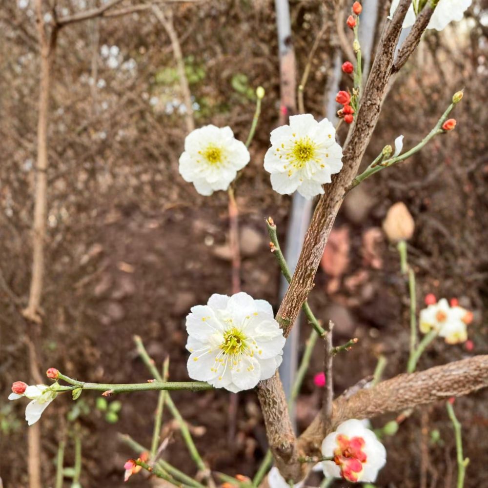 Yudie Ume Tree – Live Flowering Apricot in Nursery Pot with White Double Petal Blossoms, Prunus mume, Bonsai Friendly