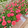 Red Orange Geranium Cuttings – Pelargonium Live Plant, 6 Inch Unrooted, Fragrant Patio Flowers, Easy to Grow, Hardy Blooming Plant
