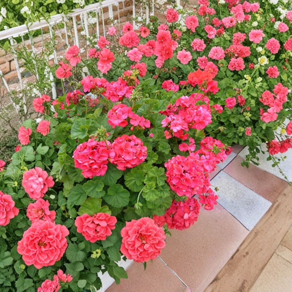 Red Orange Geranium Cuttings – Pelargonium Live Plant, 6 Inch Unrooted, Fragrant Patio Flowers, Easy to Grow, Hardy Blooming Plant