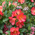 Rhododendron ‘Golden Gate’ Live Evergreen Shrub | Orange & Red Blooms | Compact Hardy Landscape Plant | Field Grown 12–15 Inches Wide