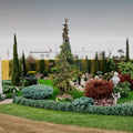 Variegated Weeping Alaskan Cedar Plant | Chamaecyparis nootkatensis ‘Sparkling Arrow’ | Evergreen Conifer for Landscape & Container