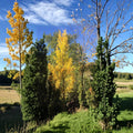 Live Male Ginkgo Tree – 15 Inch Tall Narrow Columnar Ginkgo biloba ‘Grindstone’ in 1 Gallon Pot