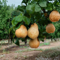 Bare Root Blake’s Pride European Pear Tree – Fire Blight Resistant Pyrus communis, Golden Sweet Fruit for Backyard Orchard