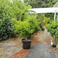 Tschi Tschi Ginkgo Tree – Rare Male Ginkgo biloba with Unique Bark & Golden Fall Foliage – Ornamental Container Plant