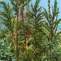 Western Red Cedar Live Tree | #1 Container | Thuja plicata Evergreen Privacy Hedge & Ornamental Conifer