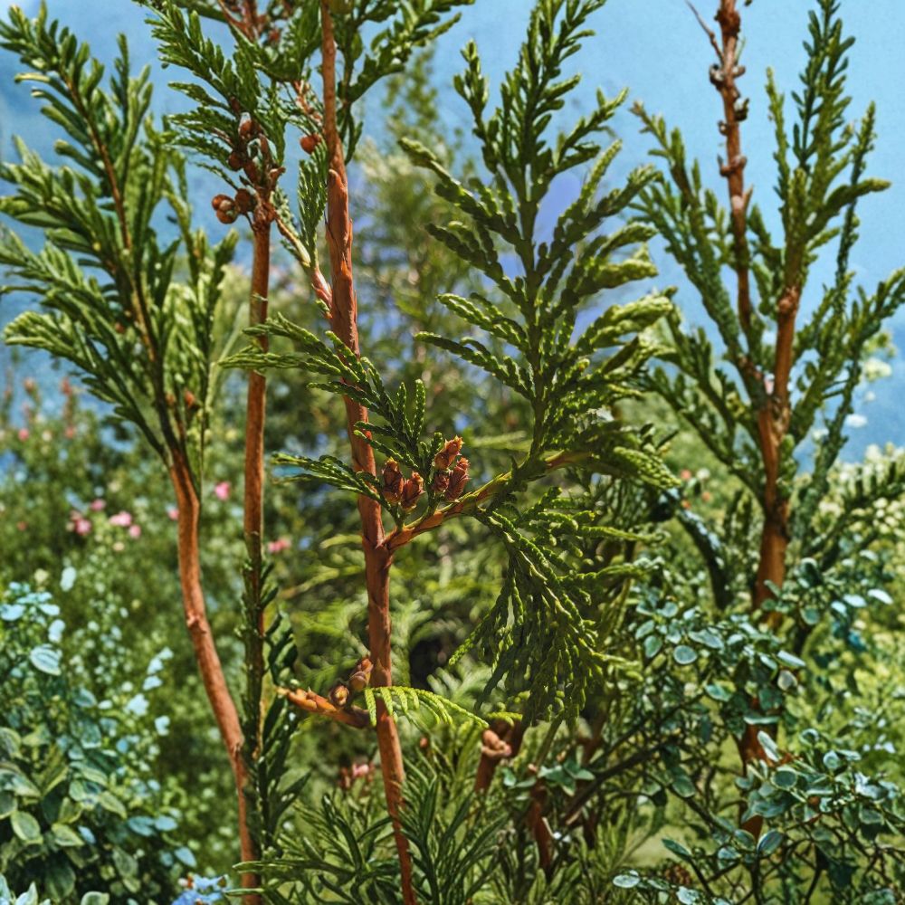 Western Red Cedar Live Tree | #1 Container | Thuja plicata Evergreen Privacy Hedge & Ornamental Conifer