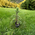 Bristlecone Pine Live Evergreen Conifer 12-Inch Plant Pinus aristata Drought Tolerant Hardy Tree