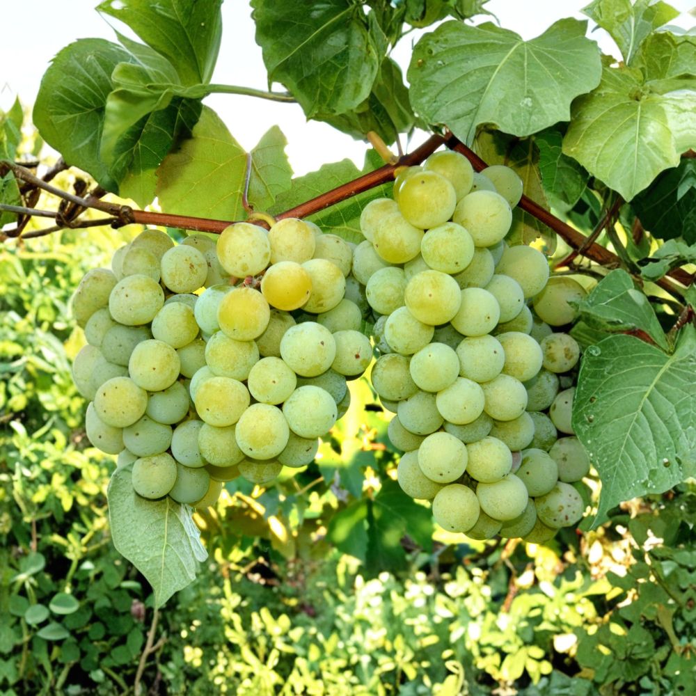 Niagara White Grape Vine – Live Rooted Fruiting Plant Vitis labrusca for Zones 5–8