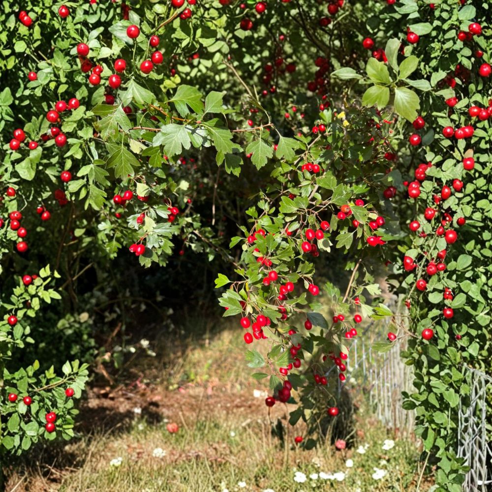 Wild Hawthorn Tree Live Plant in Nursery Pot | Ornamental Crataegus spp. | Wildlife Friendly, Rootstock for Grafting