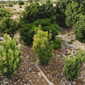 Cephalotaxus harringtonia ‘Korean Gold’ Golden Plum Yew Columnar Evergreen Shrub 6" Container Plant