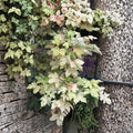 Esk Sunset Maple Tree – Variegated Acer pseudoplatanus ‘Esk Sunset’ in #3 Container, Live Ornamental Maple with Green, Pink, White Foliage