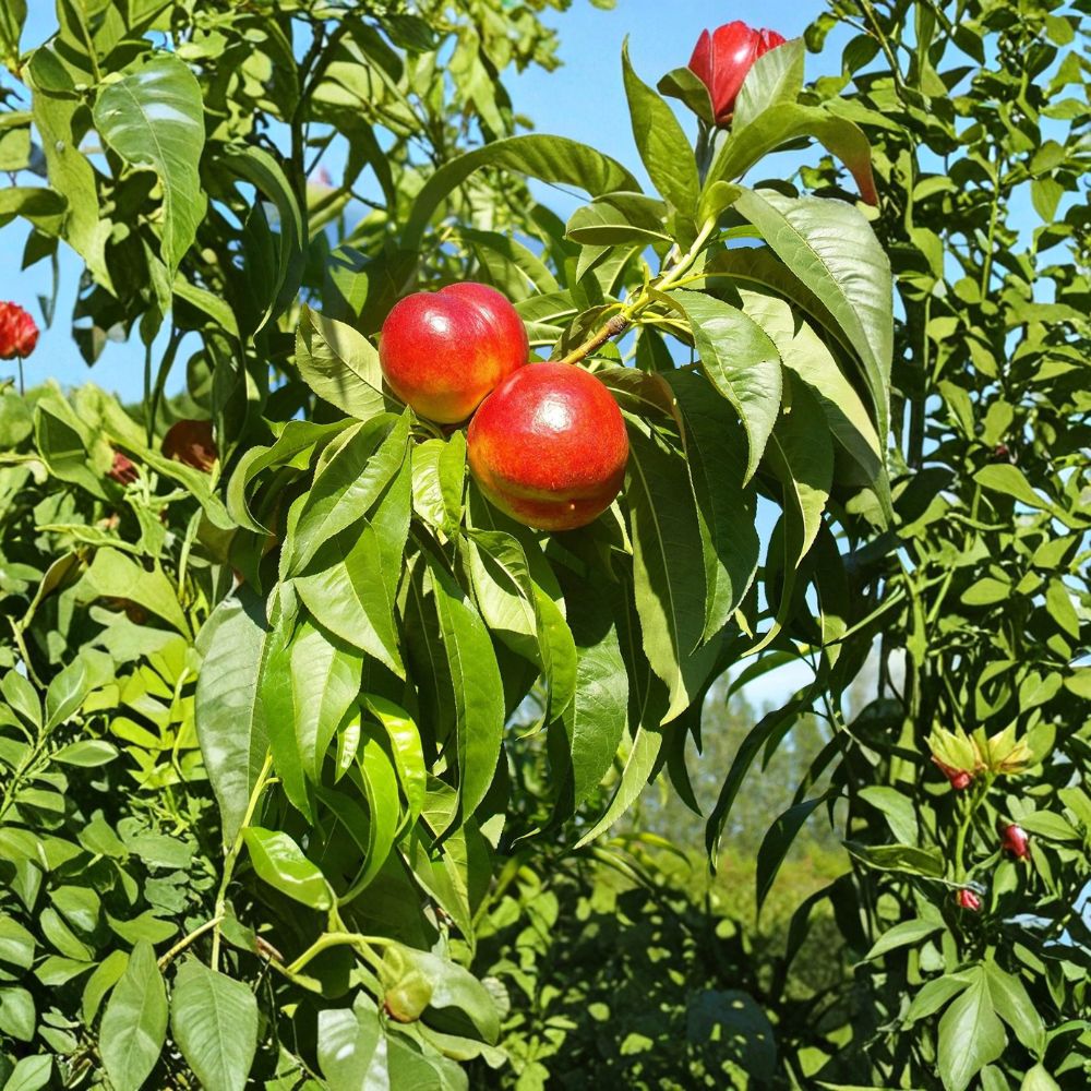 Red Gold Nectarine Tree Grafted Live Fruit Tree | Sweet Freestone, Juicy Yellow Flesh | Prunus persica var. nucipersica