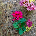 Hot Pink Orange Center Geranium Cutting – Pelargonium zonale, Magenta Blooms, Easy to Root, Patio & Container Plant, Unrooted 6 Inch Live Plant