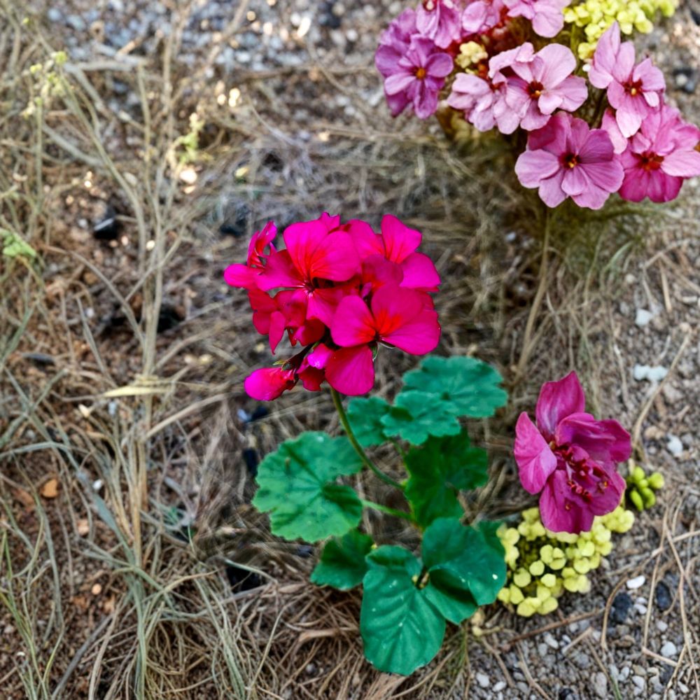 Hot Pink Orange Center Geranium Cutting – Pelargonium zonale, Magenta Blooms, Easy to Root, Patio & Container Plant, Unrooted 6 Inch Live Plant