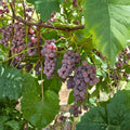 Delaware Grape Cuttings Set of 5 | Vitis labrusca Live Propagation for Red Table & Wine Grapes