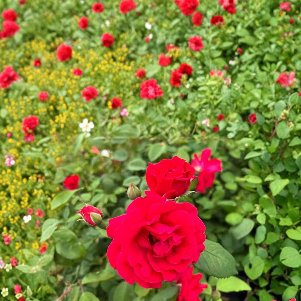 Climbing Rose Live Plant – Red Semi-Double Blooms, Hardy Garden Climber, Nursery Pot, Rose ‘Blaze’ for Trellis & Arbor