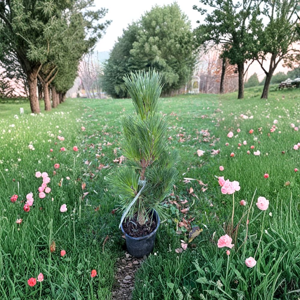 Japanese Black Pine Live Dwarf Conifer 12 Inch | Pinus thunbergii Broom Shape | Evergreen Landscape Plant