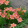 Scottish Fantasy Daylily Bare Root Plants – Coral Pink Fragrant Hardy Perennial, Reblooming Hemerocallis