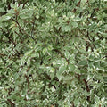 Cornus alba ‘Ivory Halo’ Variegated Red Twig Dogwood Shrub – Live Plant in #2 Container