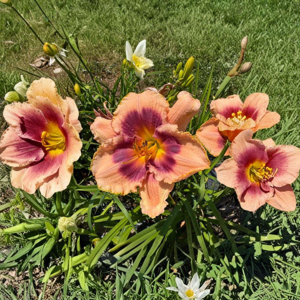 Joe Marinello Daylily Bare Root Plants – Hardy Perennial Flowering Garden Plants, Hemerocallis