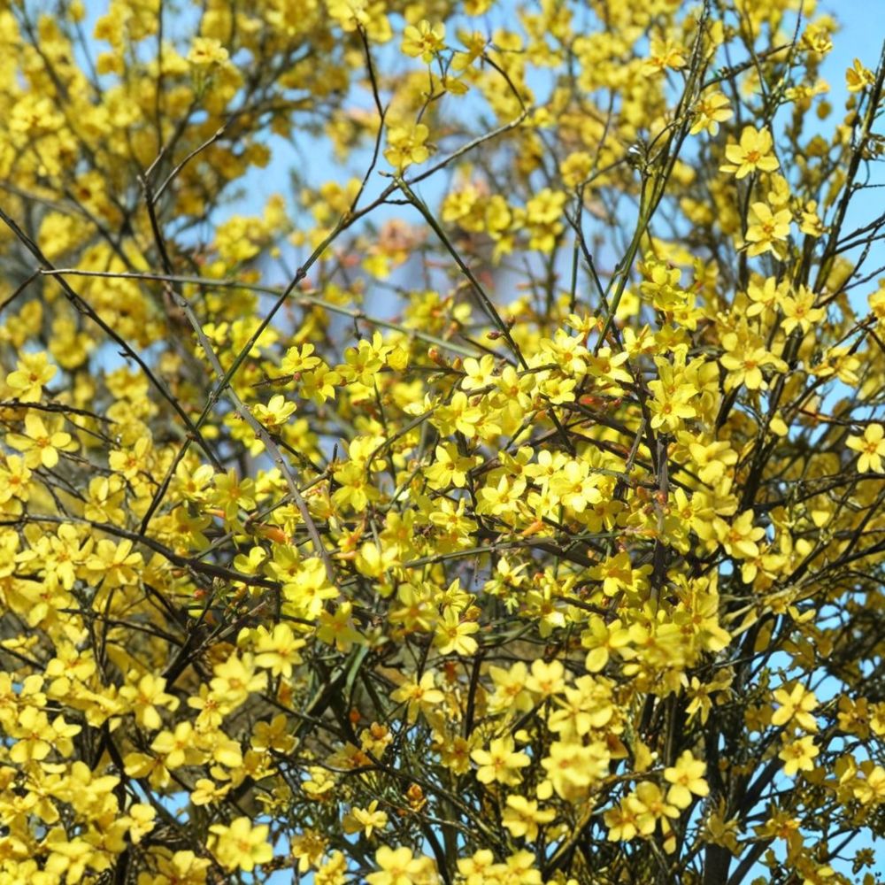 Winter Jasmine Live Plant in Nursery Pot, Yellow Blooming Vine Jasminum nudiflorum for Garden & Bonsai