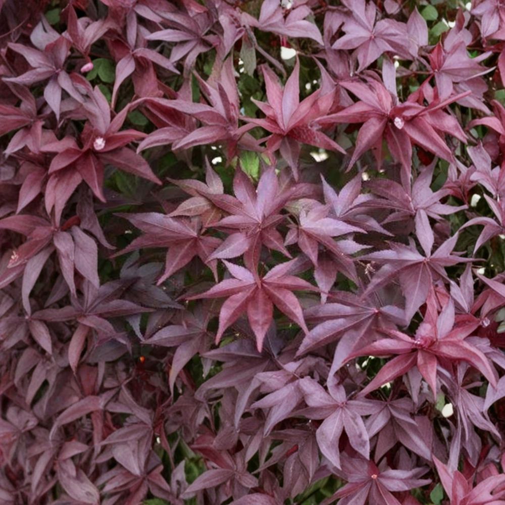 Upright Japanese Maple Tree | Acer palmatum ‘Whitney Red’ | Live Ornamental Tree in #3 Container | Vibrant Red Foliage