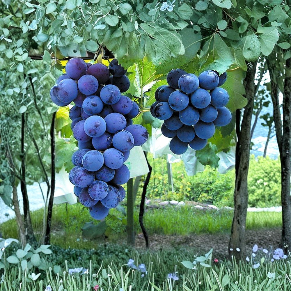 Japanese Kyoho Grape Plant – Live Vitis vinifera Vine in Nursery Pot, Large Sweet Berries, Edible Landscape, Vineyard Ready