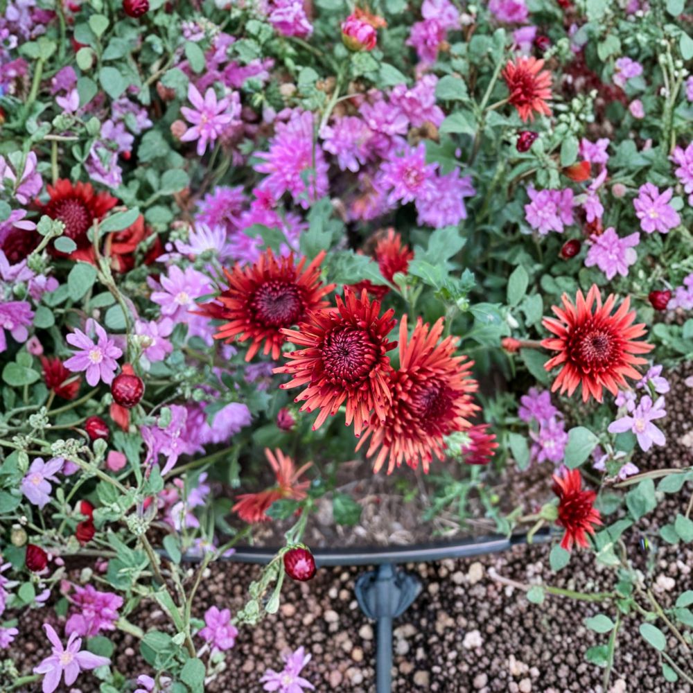 2-Pack Autumn Ruby Chrysanthemum Plants – Perennial Garden Mums with Large Deep Red Blooms, Chrysanthemum × morifolium