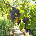 Steuben Table Grape Plant – Japanese Tsuruta Hybrid, Cold Hardy Climbing Grape for Edible Landscapes and Vineyards