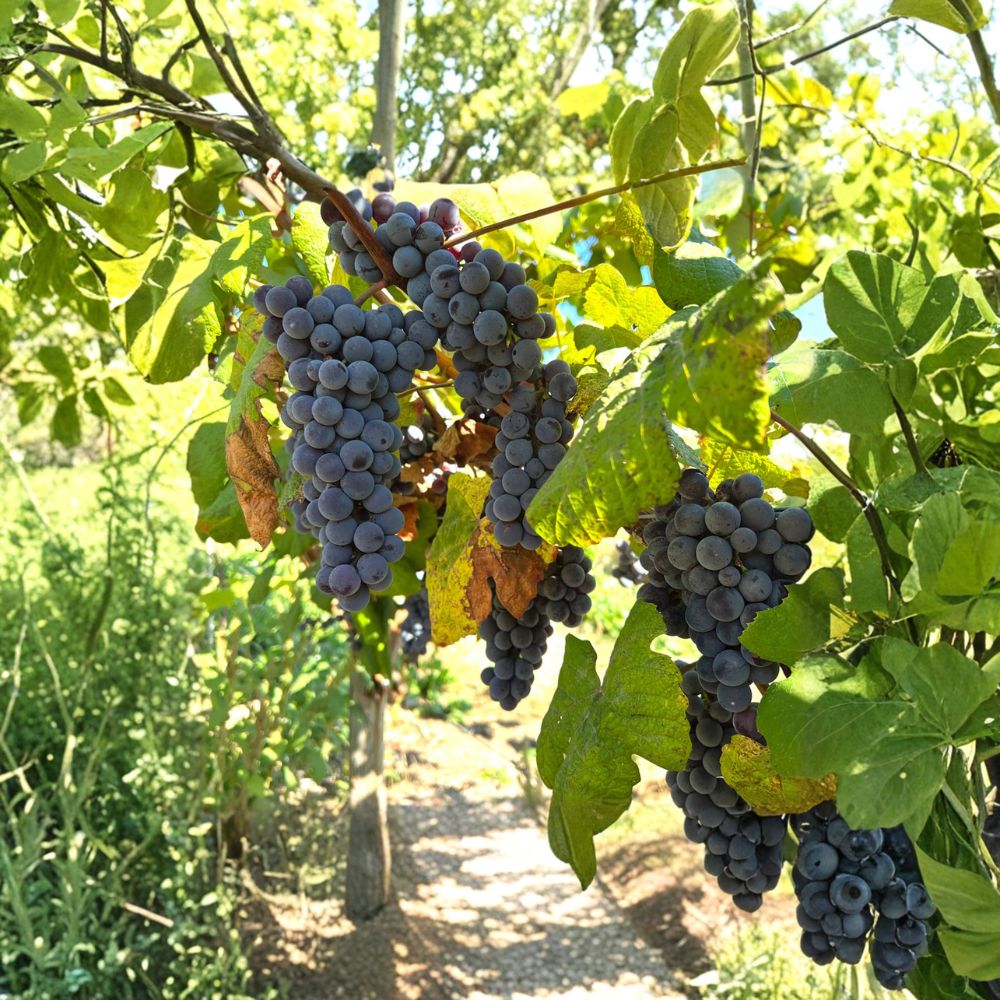 Steuben Table Grape Plant – Japanese Tsuruta Hybrid, Cold Hardy Climbing Grape for Edible Landscapes and Vineyards
