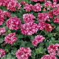 Precision Burgundy Ice Ivy Geranium Seeds – Pelargonium peltatum, Trailing Burgundy & White Blooms, Hanging Basket Flowers, Easy to Grow
