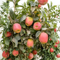 Apple Babe Dwarf Apple Tree – Live Bare Root Malus domestica, Compact Red Apple Variety, 32–36 Inches Tall