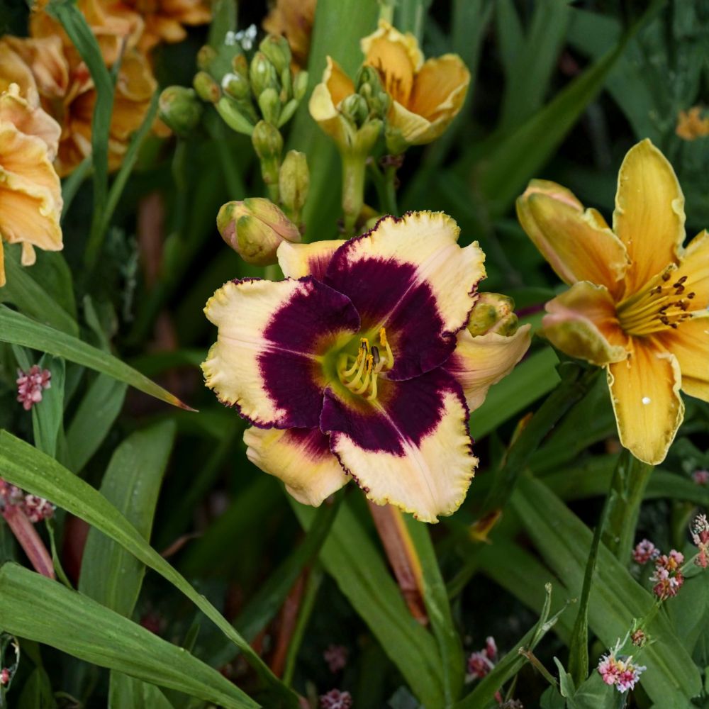Blackthorne Daylily Bare Root Plants – Cream and Purple Perennial Flower, Reblooming Hemerocallis ‘Blackthorne’ (3 Pack)