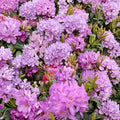 Rhododendron ‘Purpureum Elegans’ Live Evergreen Shrub – Lavender Purple Blooms, Hardy, Field Grown, 12-15 Inches Tall
