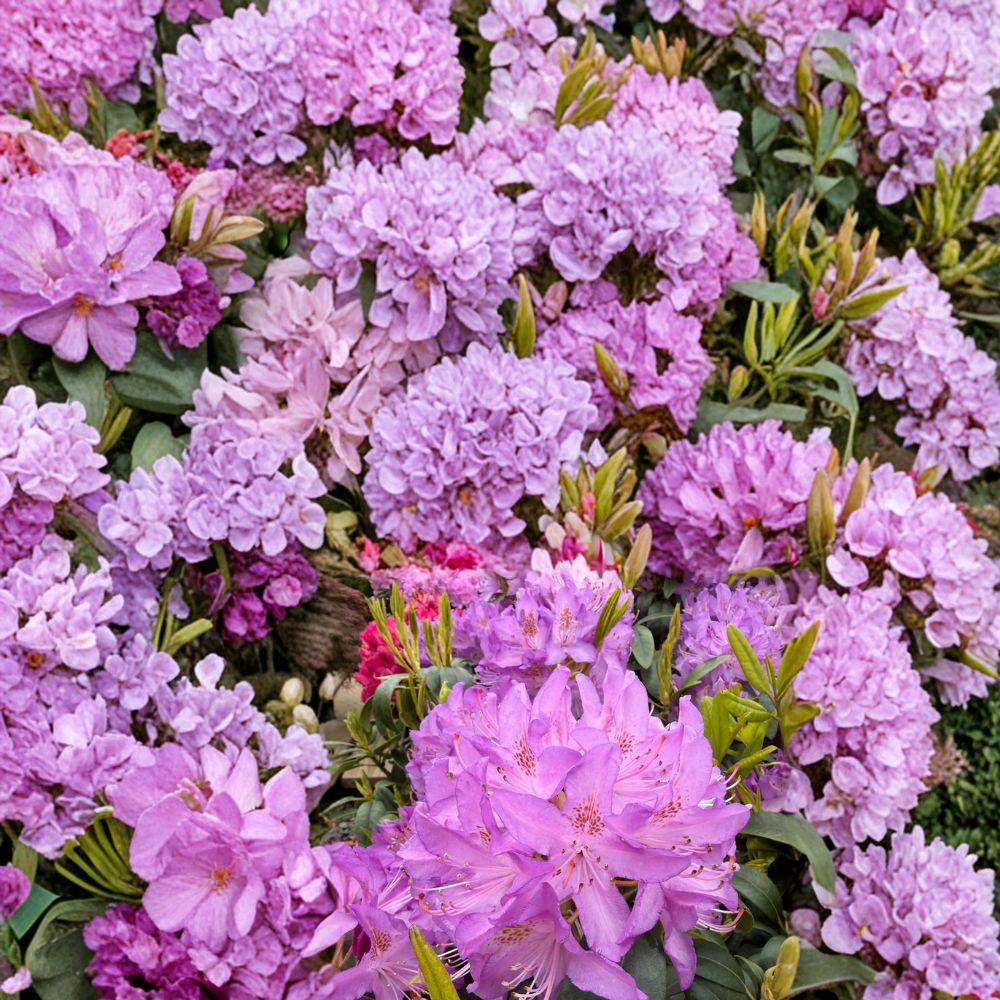 Rhododendron ‘Purpureum Elegans’ Live Evergreen Shrub – Lavender Purple Blooms, Hardy, Field Grown, 12-15 Inches Tall