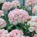 Appleblossom Geranium Seeds Pelargonium Soft Pink Blooms for Garden & Containers, Easy Grow