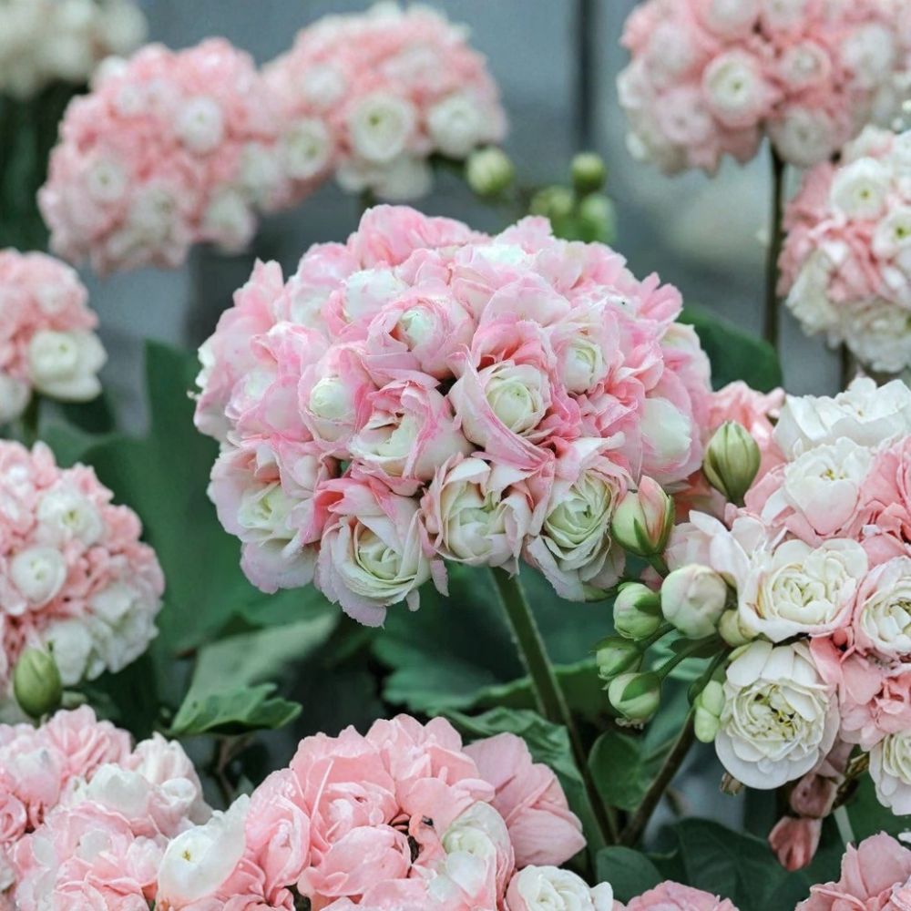 Appleblossom Geranium Seeds Pelargonium Soft Pink Blooms for Garden & Containers, Easy Grow