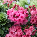 Dwarf Evergreen Rhododendron ‘Kimbeth’ – Rose Pink Bell-Shaped Flowers – Compact Container Plant