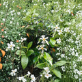 Asian Star Jasmine Live Plants – 12 Inch Vines, Fragrant White Flowers, Evergreen Ground Cover, Trachelospermum asiaticum, Pack of 6