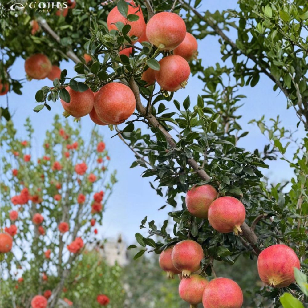 Tunisian Soft-Seed Pomegranate Plant – Live Fruit Tree with Juicy, Nearly Seedless Fruits in Nursery Pot – Punica granatum