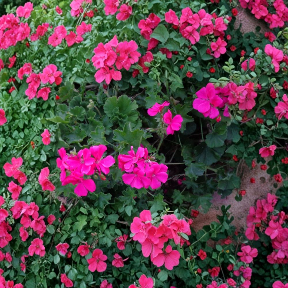 Bright Pink Ivy Geranium Cuttings – Pelargonium peltatum, 3 Live 6-Inch Trailing Flower Plants for Hanging Baskets & Patio