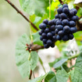 Nagano Purple Grape Cuttings – Vitis vinifera Seedless Japanese Table Grape Live Propagation Stems